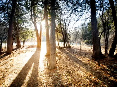 Trees with sunlight shining between the trunks