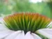 Flower in Bloom up close white and green