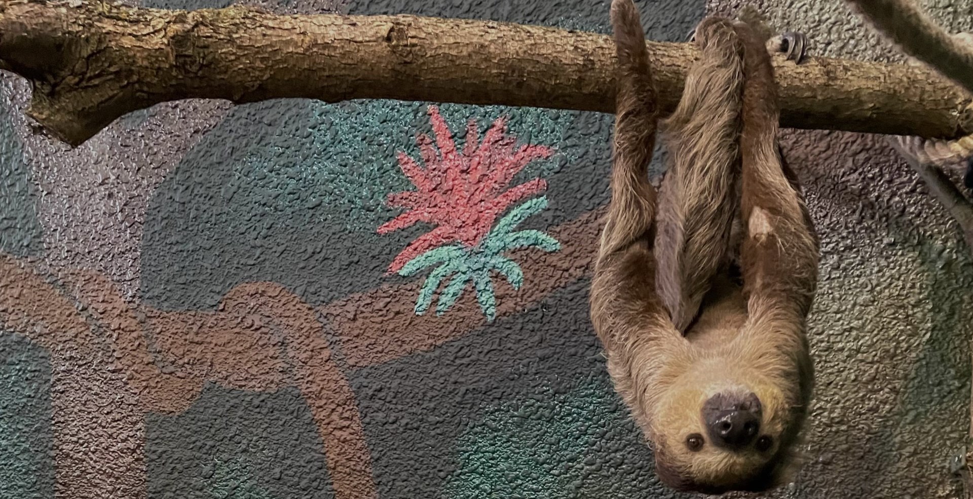 sloth hanging upside down from branch