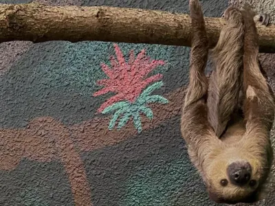 sloth hanging upside down from branch