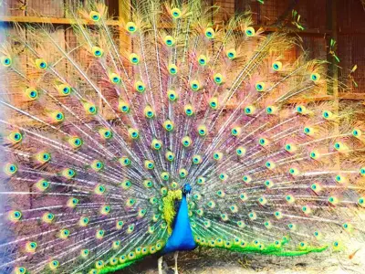 Help us spread our wings!