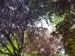 Trees and shrubs, purple apple blossoms