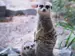 small brown meerkat with dark mask around eyes up on hind legs