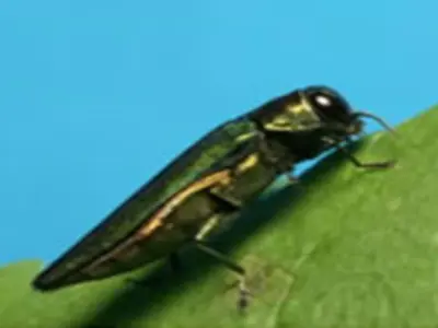 Small green beetle on leaf with blue sky background