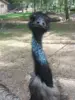 close up of emu staring at camera