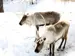 Two brown and white reindeer with full antlers in winter exhibit