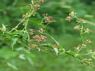 green vine with small pink flower buds_ credit Ken Towle