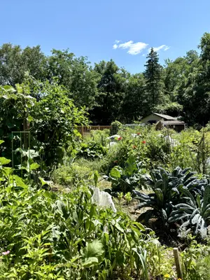 A community garden mid-summer