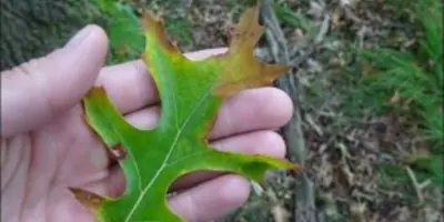 Hand holding a leaf