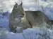 Brown and grey lynx with black tipped ears laying in the snow and sun