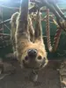 sloth hanging upside down