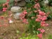 Coral Bells shapes flowers in garden