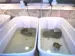 two large white tubs with rescued turtles