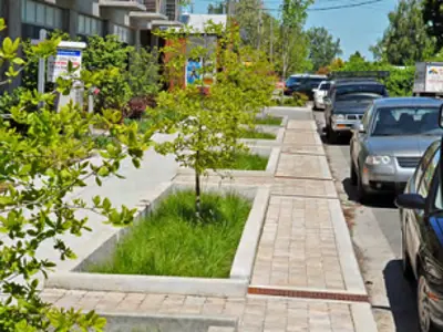 Recently planted trees in front of townhouses