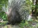African Crested Porcupine