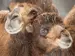 two bactrain camels snuggling
