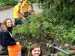 Planting native species in the garden