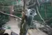 squirrel monkey on a branch