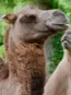 close up of the side of a camel face