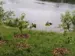 Shoreline with new plants and signs about erosion