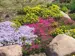 bright pink and light purple flowering ground cover